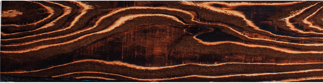 Scarlet Oak